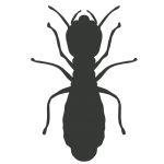 Pest Control Vadodara